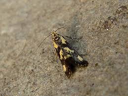 Attēlu rezultāti vaicājumam “Denisia similella”