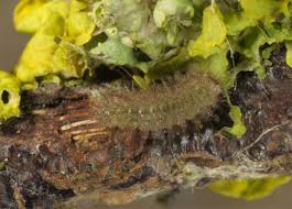 Attēlu rezultāti vaicājumam “Miltochrista miniata”