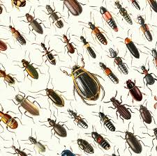 Attēlu rezultāti vaicājumam “Coleoptera”