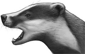 Attēlu rezultāti vaicājumam “Meles meles”