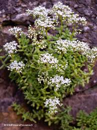Attēlu rezultāti vaicājumam “Sedum album leaf”