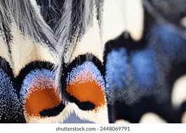 Attēlu rezultāti vaicājumam “Papilio machaon underside”