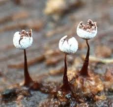 Attēlu rezultāti vaicājumam “Physarum leucopus spores”