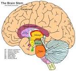 <b>Brain stem</b>