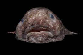 Image result for blobfish