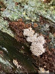 Attēlu rezultāti vaicājumam “Fuligo licentii”