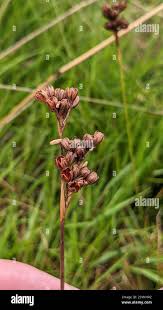 Attēlu rezultāti vaicājumam “Juncus squarrosus”