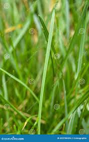 Attēlu rezultāti vaicājumam “Helictotrichon pubescens”