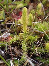 Attēlu rezultāti vaicājumam “Lycopodiella inundata”