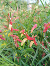 Attēlu rezultāti vaicājumam “Lophozia laxa macro”