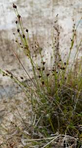 Attēlu rezultāti vaicājumam “Juncus alpinoarticulatus”