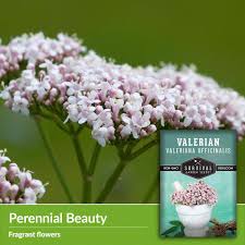 Attēlu rezultāti vaicājumam “Valeriana officinalis”