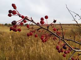 Attēlu rezultāti vaicājumam “Malus baccata fruit”