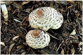 Attēlu rezultāti vaicājumam “Symphytocarpus trechisporus sessile”