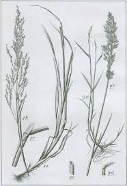 Attēlu rezultāti vaicājumam “Poa palustris”