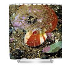 Image result for Placopecten magellanicus