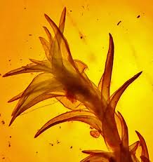 Attēlu rezultāti vaicājumam “Didymodon tophaceus”