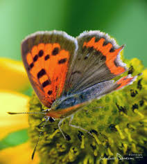 Attēlu rezultāti vaicājumam “Lycaena phlaeas male”