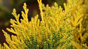 Attēlu rezultāti vaicājumam “Thuja plicata flower”