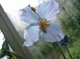 Image result for Scheinmohn blau