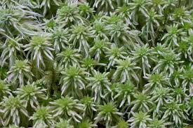 Attēlu rezultāti vaicājumam “Sphagnum quinquefarium”