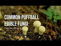 Attēlu rezultāti vaicājumam “Lycoperdon perlatum”