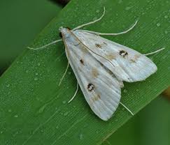 Attēlu rezultāti vaicājumam “Parapoynx stratiotata”