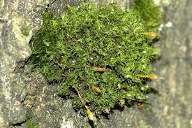 Attēlu rezultāti vaicājumam “Ulota crispa”