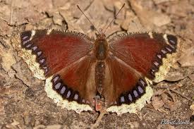 Attēlu rezultāti vaicājumam “Nymphalis antiopa upperside”