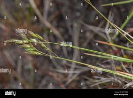 Attēlu rezultāti vaicājumam “Danthonia decumbens”