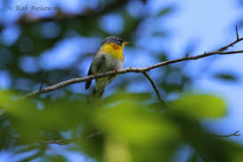 Image result for Parula americana