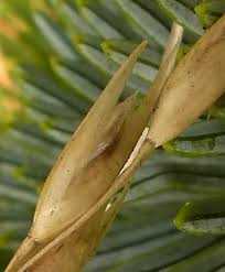 Attēlu rezultāti vaicājumam “Danthonia decumbens bud”