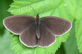 Attēlu rezultāti vaicājumam “Aphantopus hyperantus upperside”