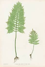Attēlu rezultāti vaicājumam “Polypodium vulgare”