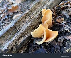 Attēlu rezultāti vaicājumam “Otidea onotica”