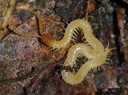 Attēlu rezultāti vaicājumam “Geophilidae”