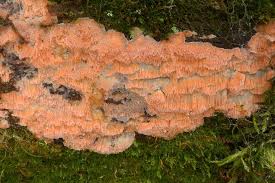 Attēlu rezultāti vaicājumam “Rhodonia placenta”