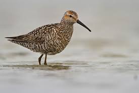 Image result for Calidris himantopus
