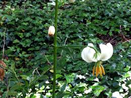 Image result for Lilium martagon Alba