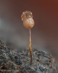 Attēlu rezultāti vaicājumam “Cribraria violacea macro”