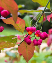 Attēlu rezultāti vaicājumam “Euonymus europaeus”