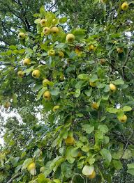 Attēlu rezultāti vaicājumam “Cydonia oblonga fruit”