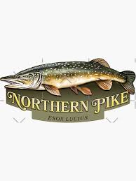 Image result for Esox lucius