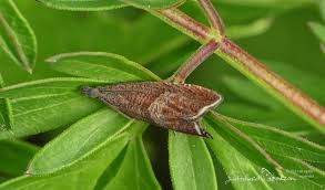 Attēlu rezultāti vaicājumam “Dichrorampha simpliciana”