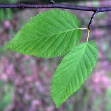 Attēlu rezultāti vaicājumam “Betula alleghaniensis leaf”
