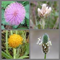 Attēlu rezultāti vaicājumam “Hygroamblystegium tenax”