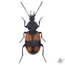 Attēlu rezultāti vaicājumam “Panagaeus cruxmajor”