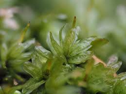 Attēlu rezultāti vaicājumam “Barbula unguiculata macro”