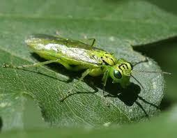 Attēlu rezultāti vaicājumam “Rhogogaster picta”