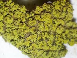 Attēlu rezultāti vaicājumam “Candelariella sp.”